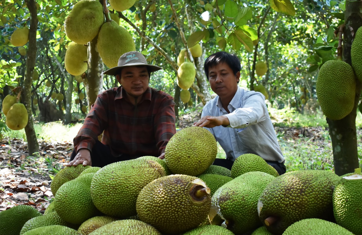 Hình tượng cây mít trong văn hóa truyền thống